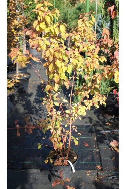 Дерен  Мідвінтер Фаєр в горщику